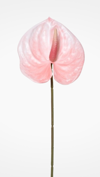 ANTHURIUM GAŁĄZKA ERA1017 MIX KOLOR