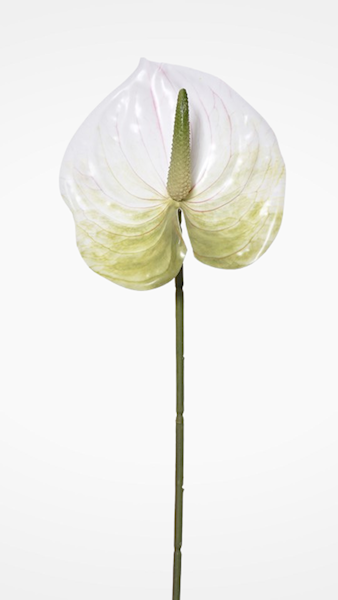 ANTHURIUM GAŁĄZKA ERA1017 MIX KOLOR