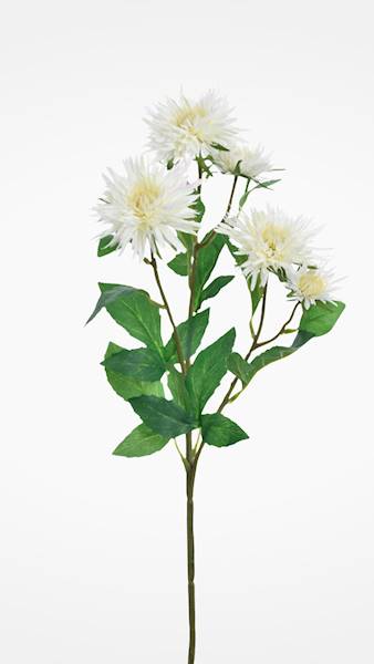 ASTER GAŁĄZKA X24 SUN662 KREMOWY