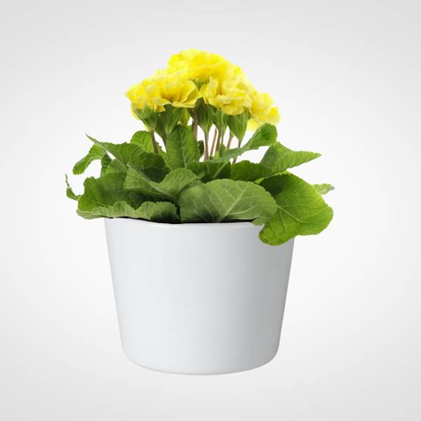 OSŁONKA CERAMIKA 7100113  BIAŁY 12CM