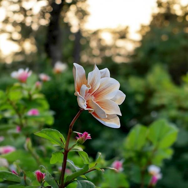 MAGNOLIA X24 IRA140 POMARAŃCZOWY