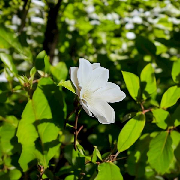 MAGNOLIA X24 IRA140 KREMOWY
