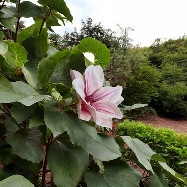 MAGNOLIA X24 IRA140 RÓŻOWY