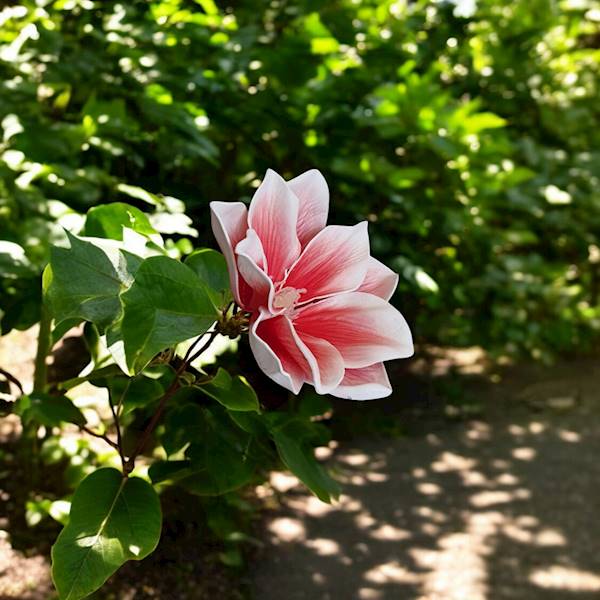MAGNOLIA X24 IRA140 BIAŁO RÓŻOWY