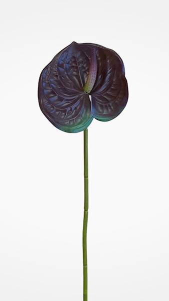 ANTHURIUM GAŁĄZKA GUMOWANE LY0176 BRĄZOWY