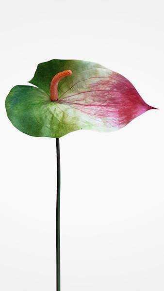 ANTHURIUM VIP7537 ZIELONO RÓŻOWY