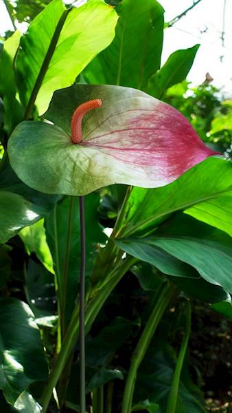 ANTHURIUM VIP7537 ZIELONO RÓŻOWY