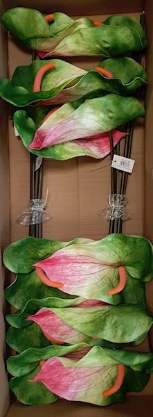 ANTHURIUM VIP7537 ZIELONO RÓŻOWY