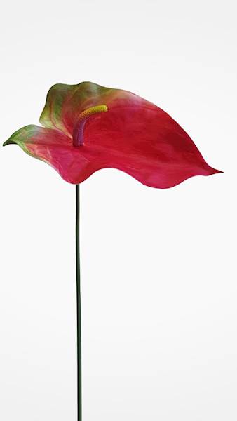ANTHURIUM VIP7537 CZERWONY