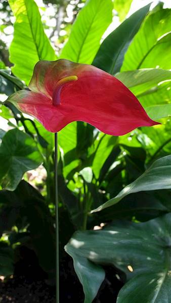 ANTHURIUM VIP7537 CZERWONY
