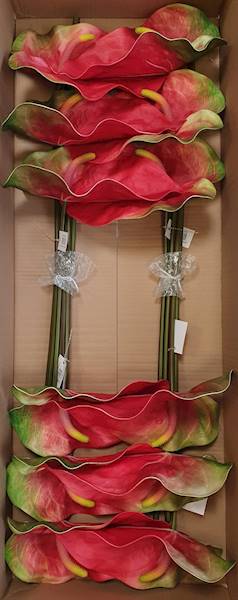 ANTHURIUM VIP7537 CZERWONY