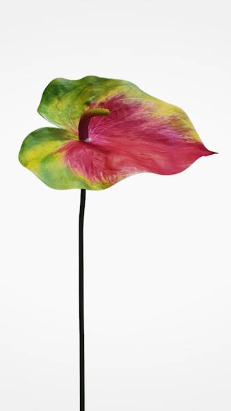 ANTHURIUM VIP7537 ZIELONO CZERWONY