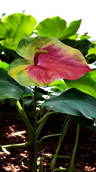 ANTHURIUM VIP7537 ZIELONO CZERWONY