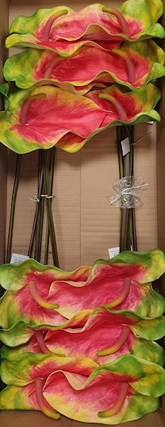 ANTHURIUM VIP7537 ZIELONO CZERWONY
