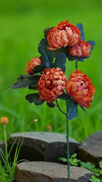 CHRYZANTEMA GAŁĄZKA T74230559 MIX KOLOR