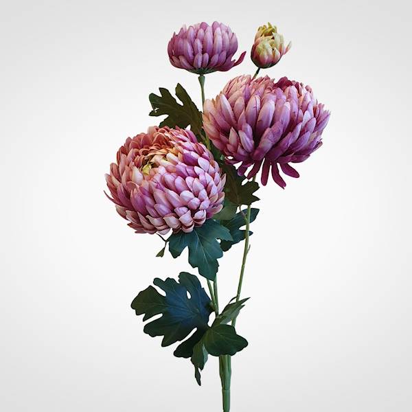 CHRYZANTEMA T137230623 MIX2 MIX KOLOR