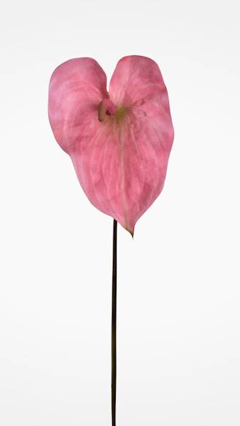 ANTHURIUM GAŁĄZKA GUMOWANE YD337 BRUDNY RÓŻ