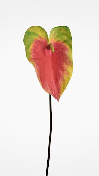 ANTHURIUM GAŁĄZKA GUMOWANE YD337 KORALOWO ZIELONY