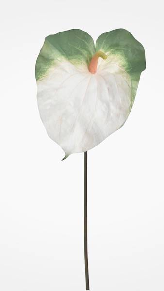 ANTHURIUM GAŁĄZKA GUMOWANA YD422 BIAŁO ZIELONY