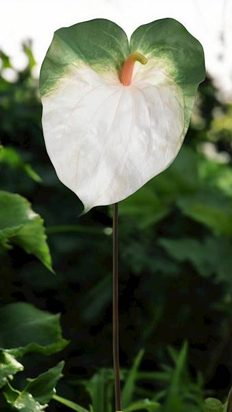 ANTHURIUM GAŁĄZKA GUMOWANA YD422 BIAŁO ZIELONY