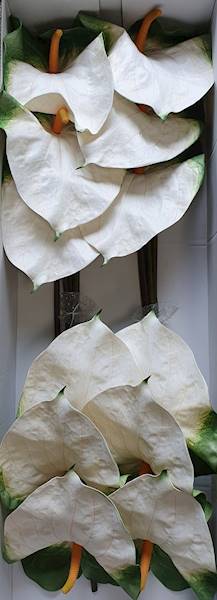ANTHURIUM GAŁĄZKA GUMOWANA YD422 BIAŁO ZIELONY