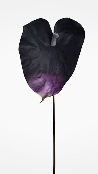 ANTHURIUM GAŁĄZKA GUMOWANA YD422 FIOLETOWY