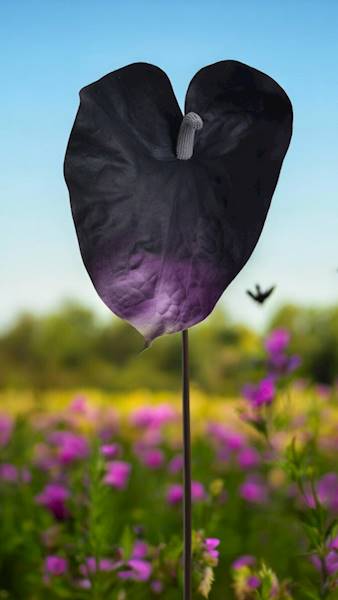 ANTHURIUM GAŁĄZKA GUMOWANA YD422 FIOLETOWY