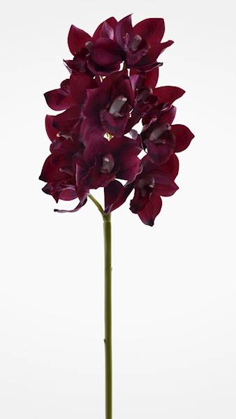 CYMBIDIUM GAŁĄZKA GUMOWANA PAT002 FIOLETOWY