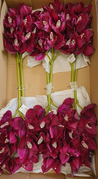 CYMBIDIUM GAŁĄZKA GUMOWANA PAT002 FIOLETOWY