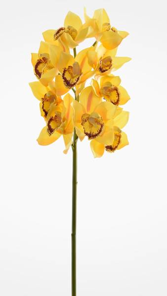 CYMBIDIUM GAŁĄZKA GUMOWANA PAT002 ŻÓŁTY