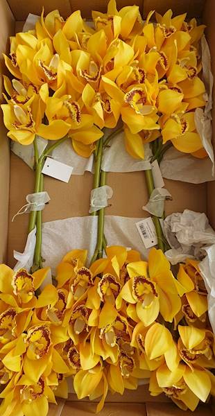 CYMBIDIUM GAŁĄZKA GUMOWANA PAT002 ŻÓŁTY