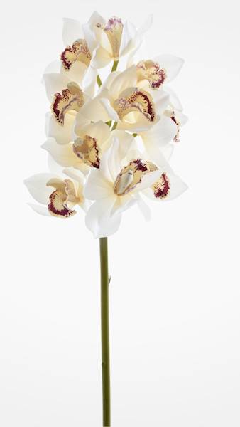 CYMBIDIUM GAŁĄZKA GUMOWANA PAT002 KREMOWY