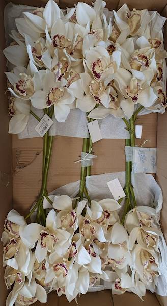 CYMBIDIUM GAŁĄZKA GUMOWANA PAT002 KREMOWY