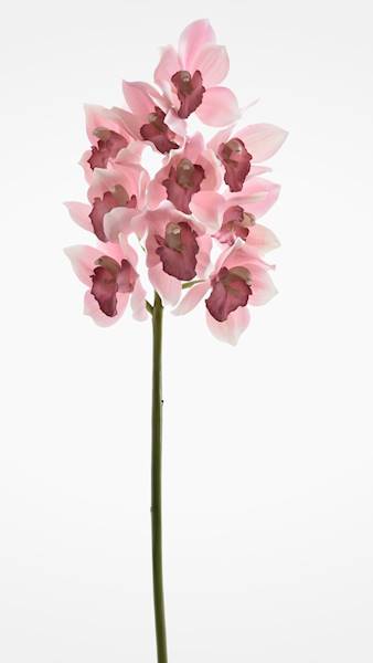 CYMBIDIUM GAŁĄZKA GUMOWANA PAT002 RÓŻOWY