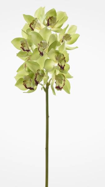 CYMBIDIUM GAŁĄZKA GUMOWANA PAT002 ZIELONY