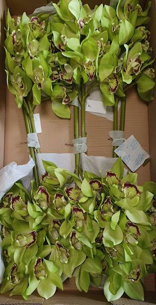 CYMBIDIUM GAŁĄZKA GUMOWANA PAT002 ZIELONY