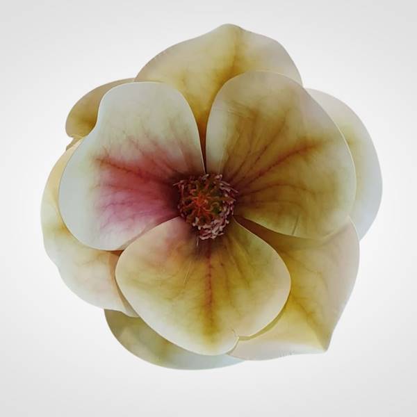 MAGNOLIA X12 WEI1017 ZIELONKAWY