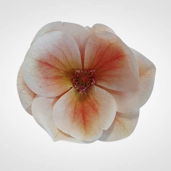 MAGNOLIA X12 WEI1017 BRZOSKWINIA