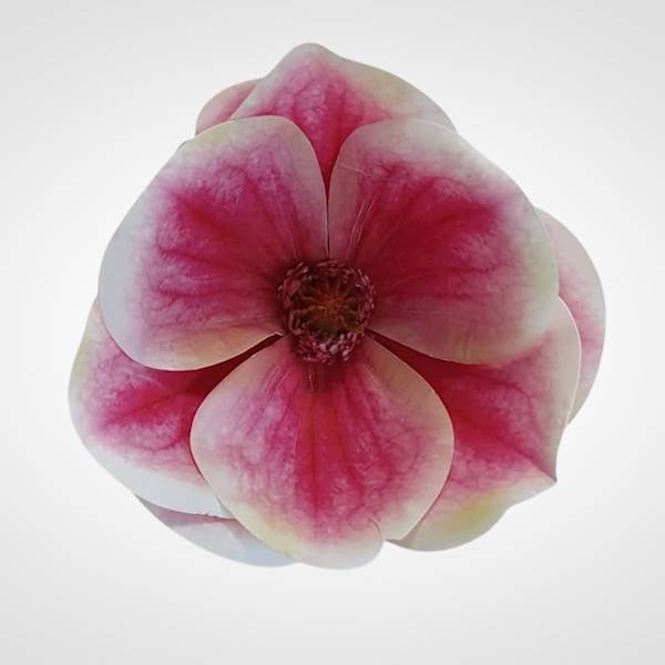 MAGNOLIA X12 WEI1017 RÓŻOWY