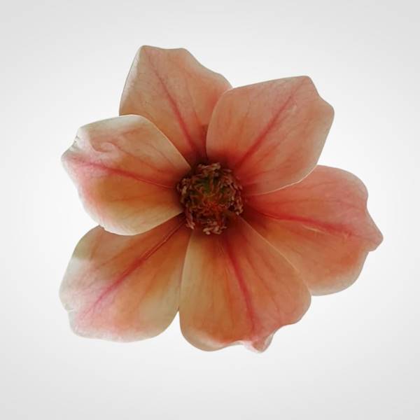 MAGNOLIA X12 WEI1031 ŁOSOSIOWY