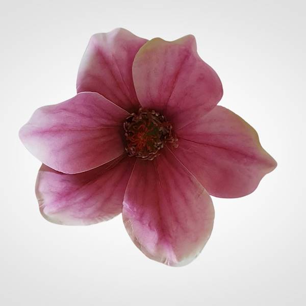 MAGNOLIA X12 WEI1031 RÓŻOWY