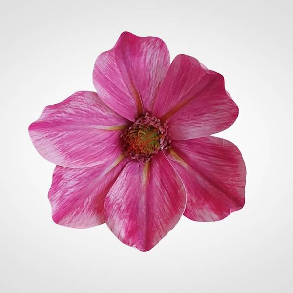 MAGNOLIA X12 WEI1031 MAGENTA