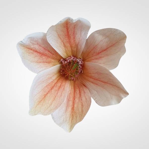 MAGNOLIA X12 WEI1031 BRZOSKWINIA