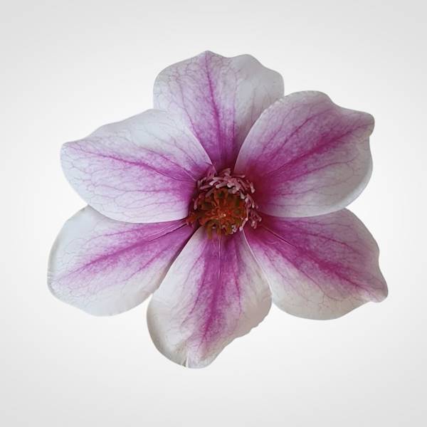 MAGNOLIA X12 WEI1031 FIOLETOWO BIAŁY