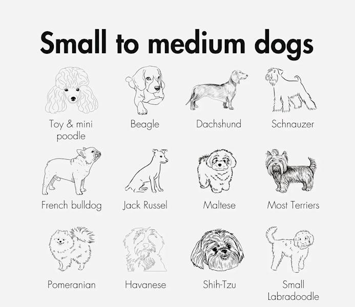 Szelki bezpieczeństwa do fotelika/kosza KVISP - M