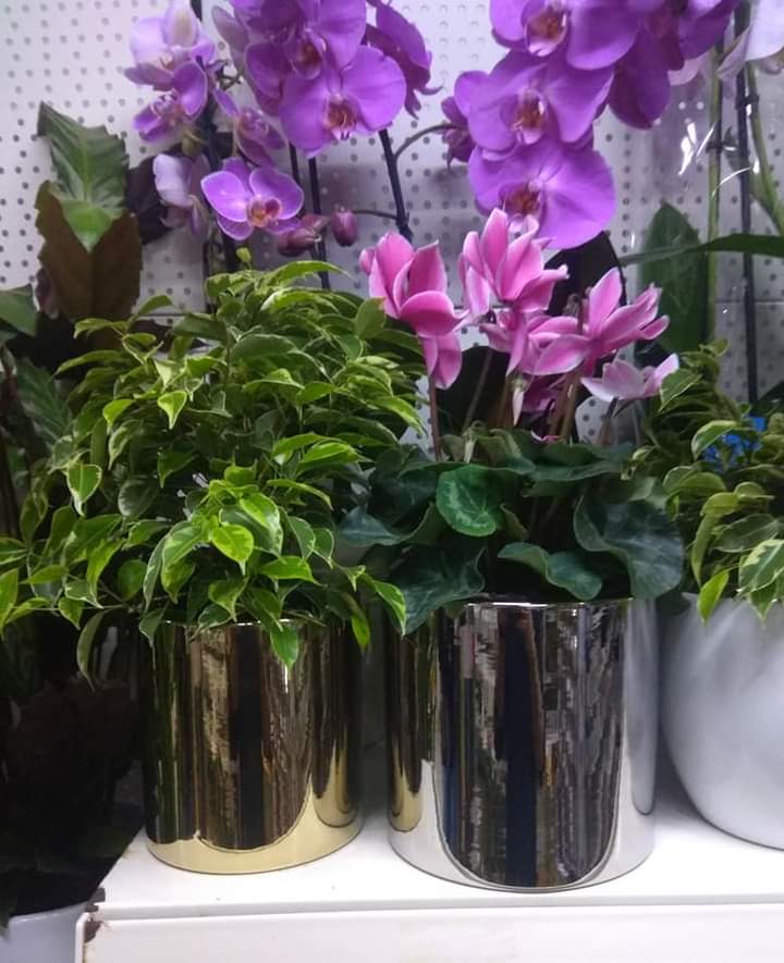 facebook_1603043007594_6723649698927209744.jpg