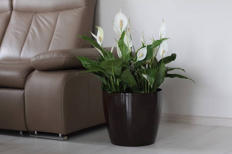 LA MAGNOLIA 300 mokka 206-83