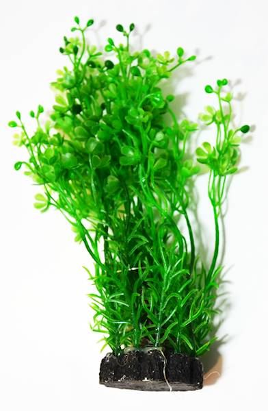 ROŚLINA KĘPKOWA CP-057 6 (15cm)