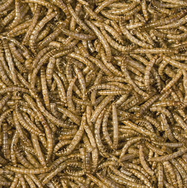 MEAL WORMS 100ML/13G