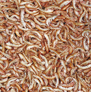GAMMARUS 500ML/60G